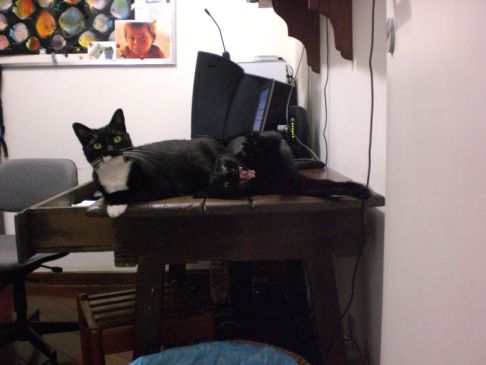 Picture of a cat / kitten / feline