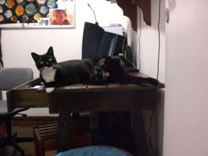 Picture of a cat / kitten / feline