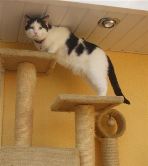 Picture of a cat / kitten / feline