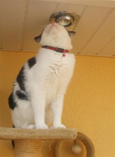 Picture of a cat / kitten / feline