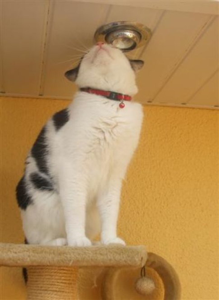 Picture of a cat / kitten / feline