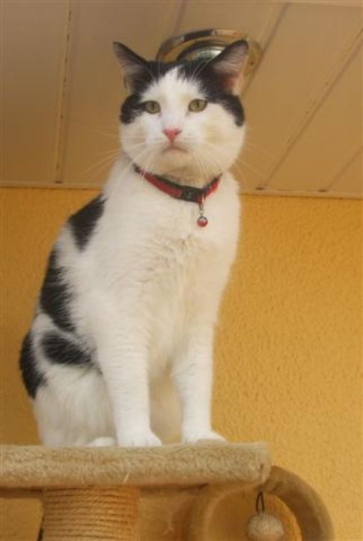 Picture of a cat / kitten / feline