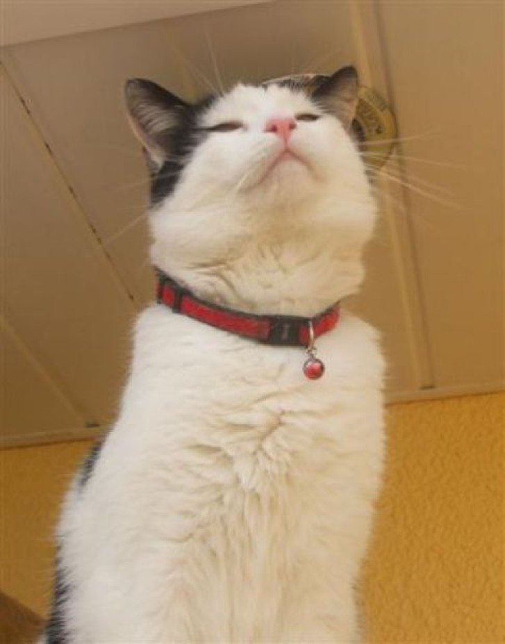 Picture of a cat / kitten / feline