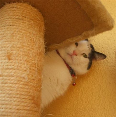 Picture of a cat / kitten / feline