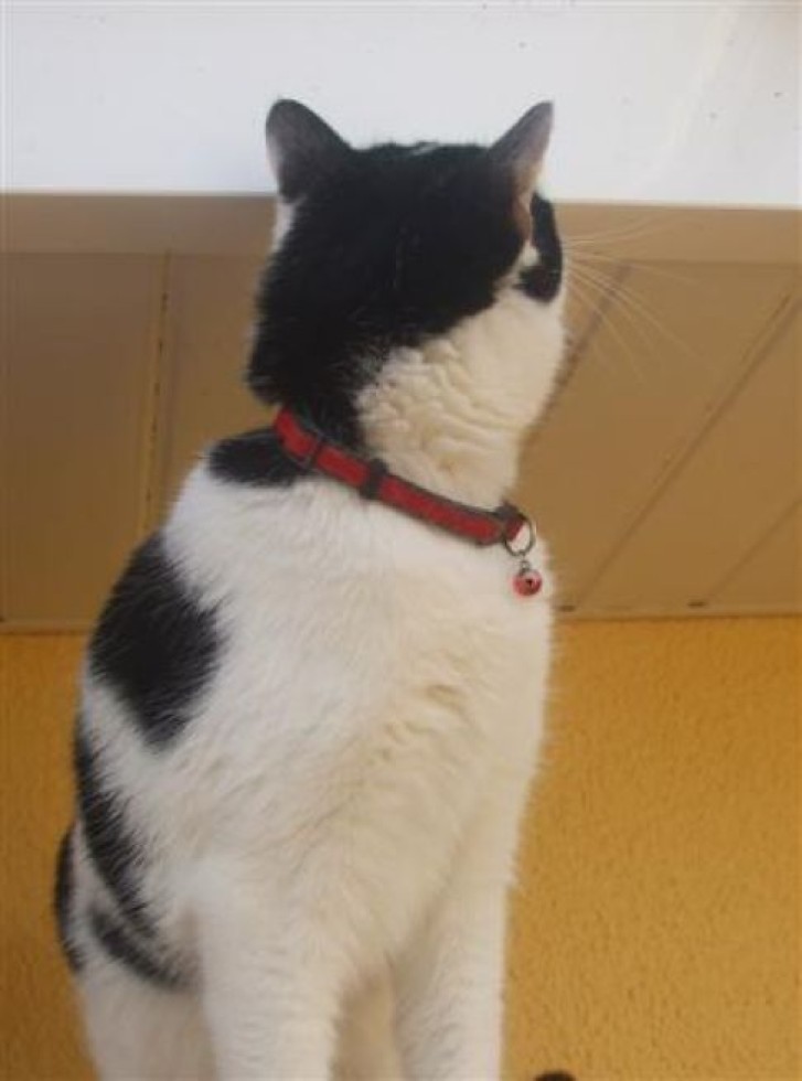 Picture of a cat / kitten / feline