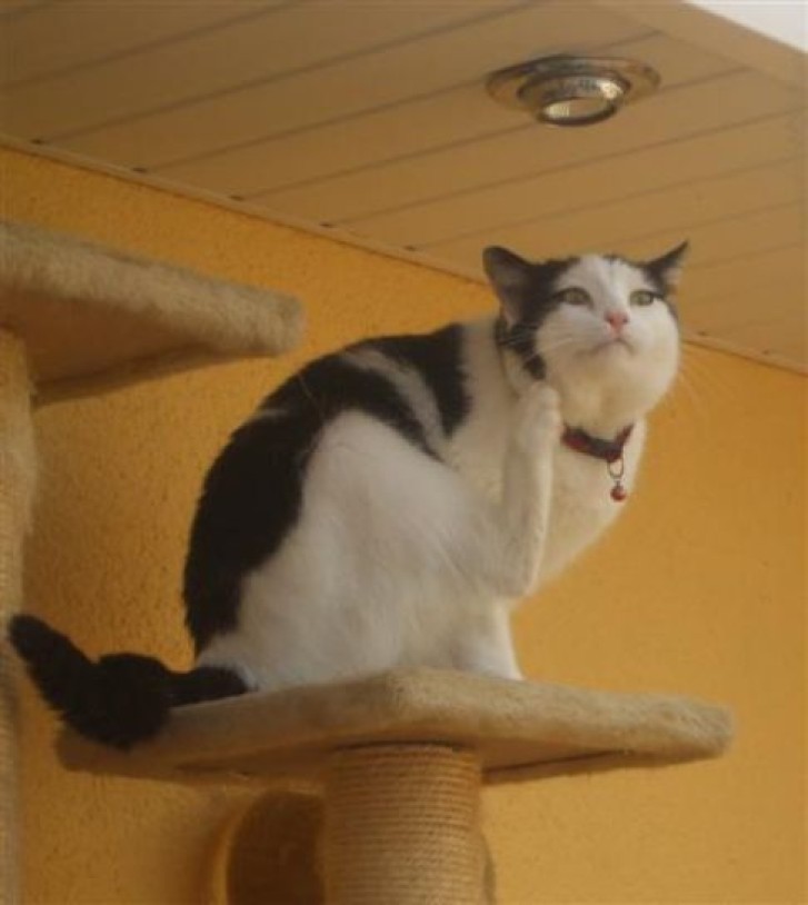 Picture of a cat / kitten / feline