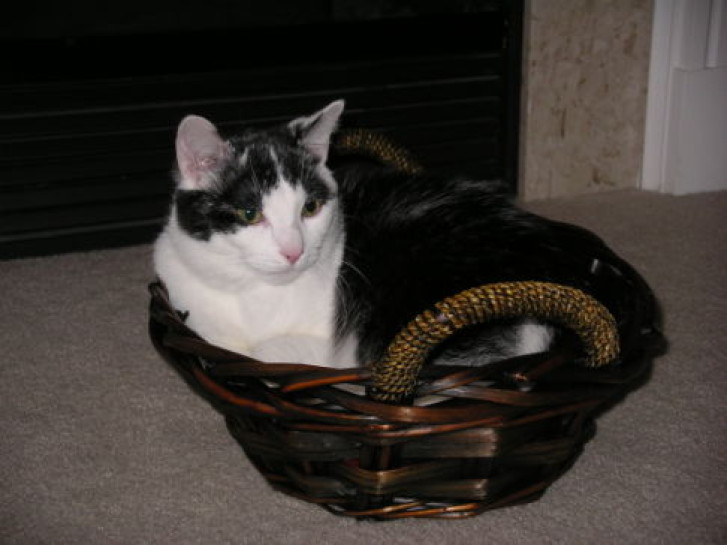 Picture of a cat / kitten / feline