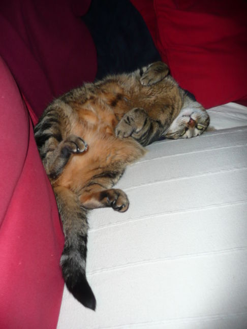 Picture of a cat / kitten / feline