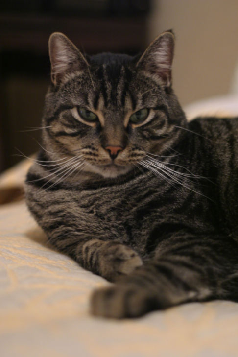 Picture of a cat / kitten / feline