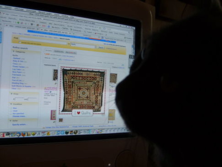 Picture of a cat / kitten / feline