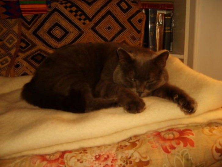 Picture of a cat / kitten / feline