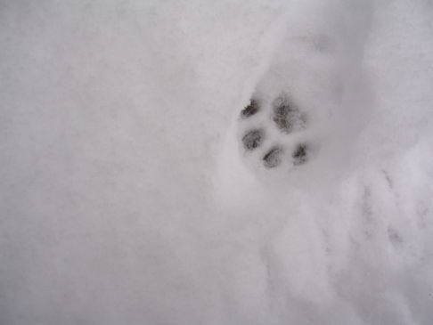 Picture of a cat / kitten / feline