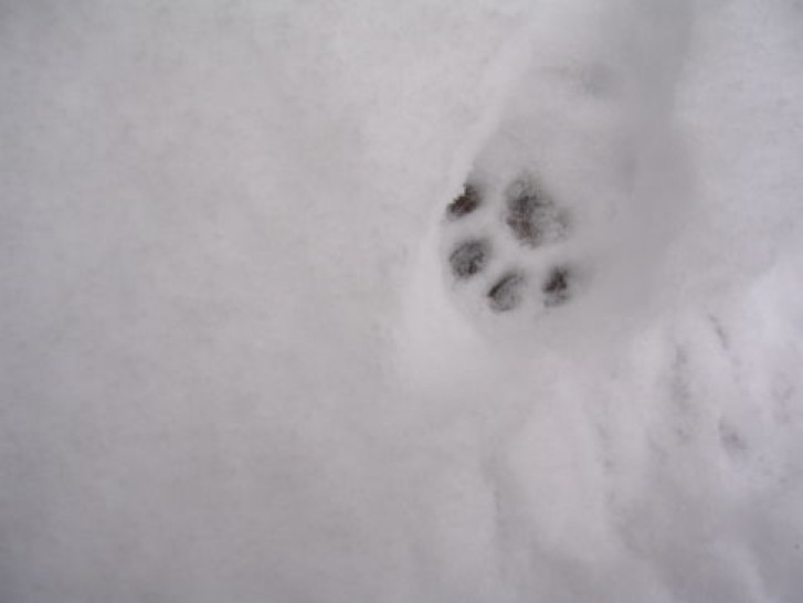 Picture of a cat / kitten / feline