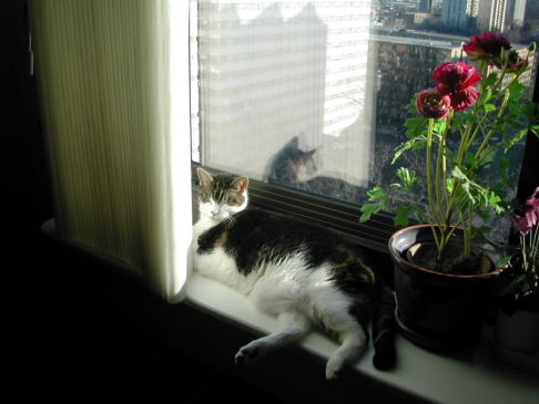 Picture of a cat / kitten / feline