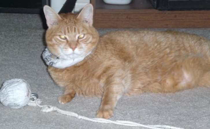 Picture of a cat / kitten / feline