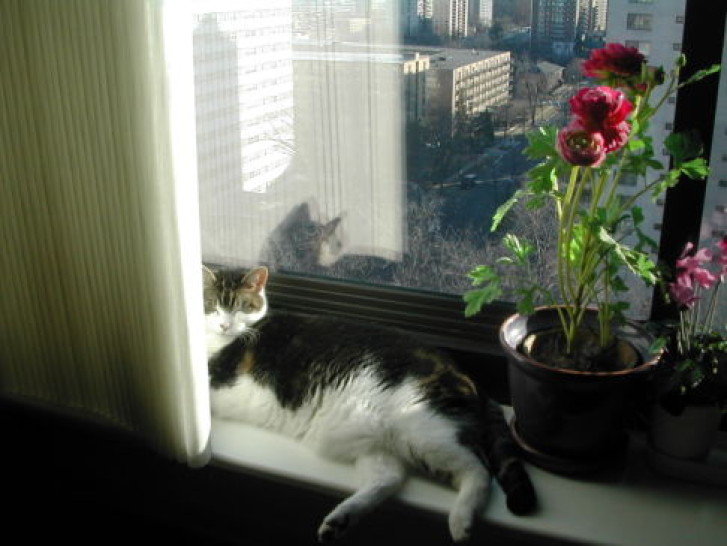 Picture of a cat / kitten / feline