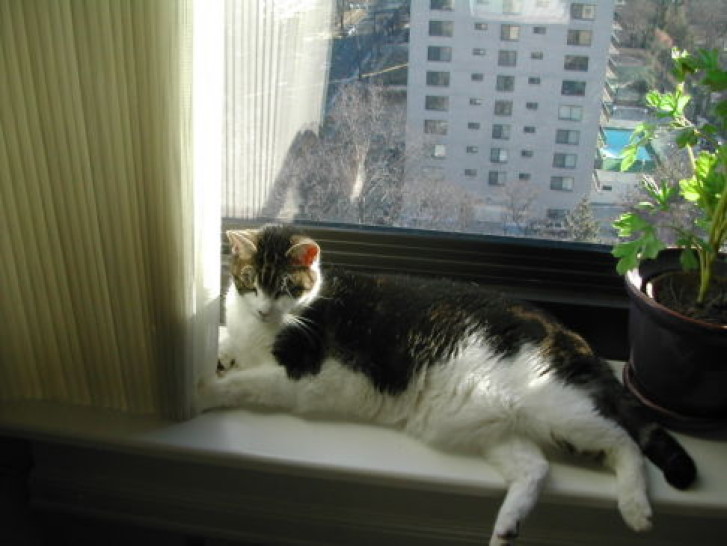 Picture of a cat / kitten / feline