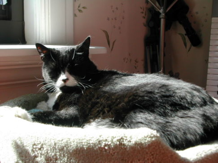 Picture of a cat / kitten / feline