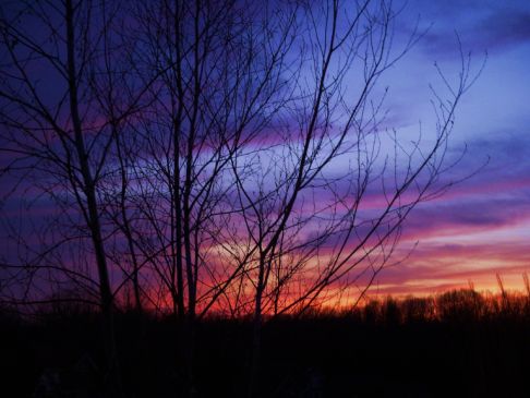 Picture of a cat / kitten / feline