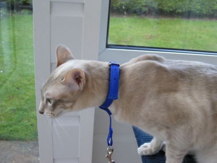 Picture of a cat / kitten / feline