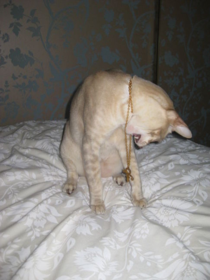 Picture of a cat / kitten / feline