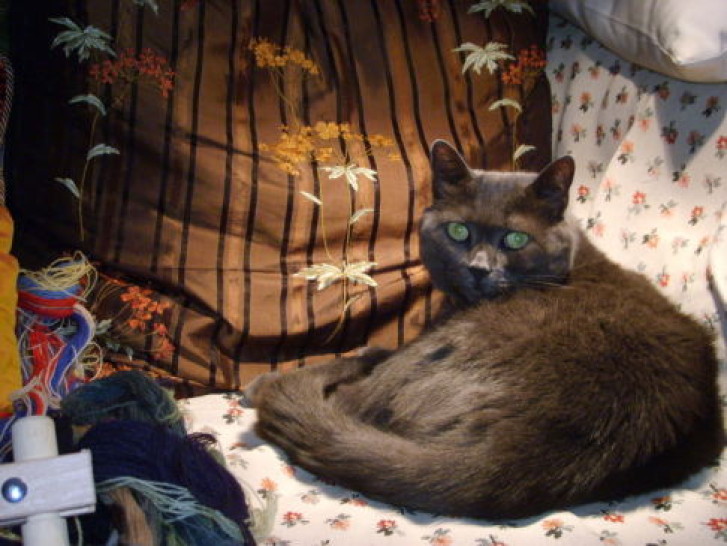 Picture of a cat / kitten / feline