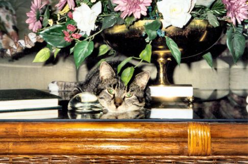 Picture of a cat / kitten / feline