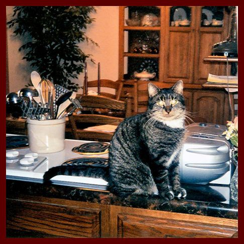 Picture of a cat / kitten / feline