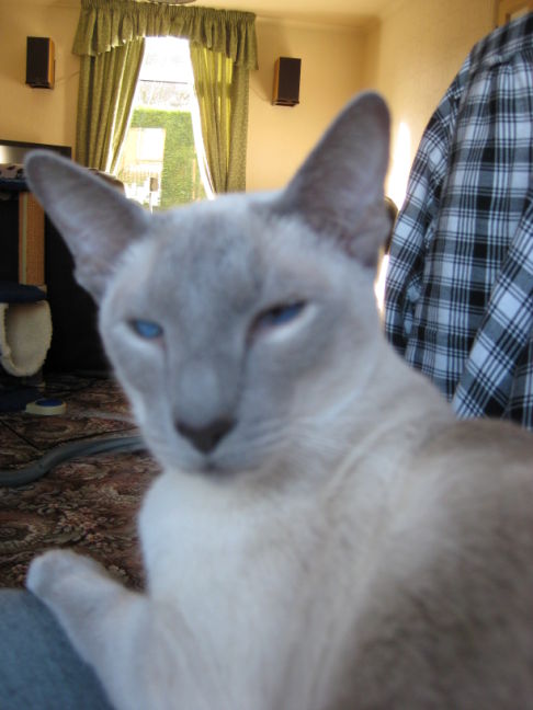 Picture of a cat / kitten / feline