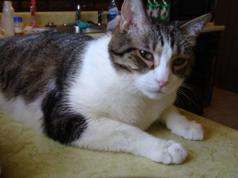 Picture of a cat / kitten / feline