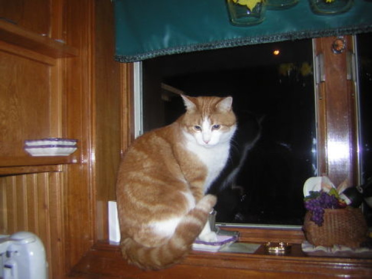 Picture of a cat / kitten / feline