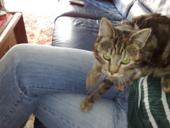 Picture of a cat / kitten / feline