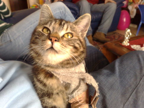 Picture of a cat / kitten / feline