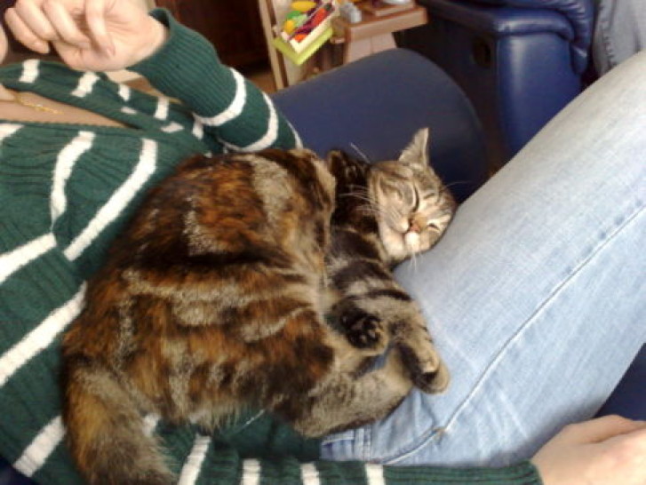 Picture of a cat / kitten / feline