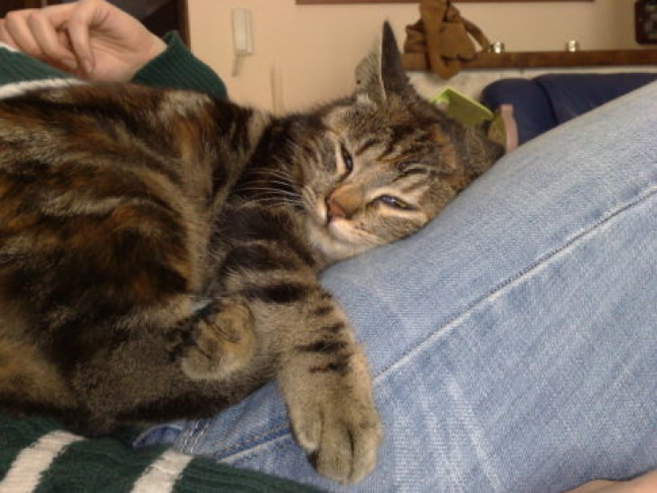 Picture of a cat / kitten / feline