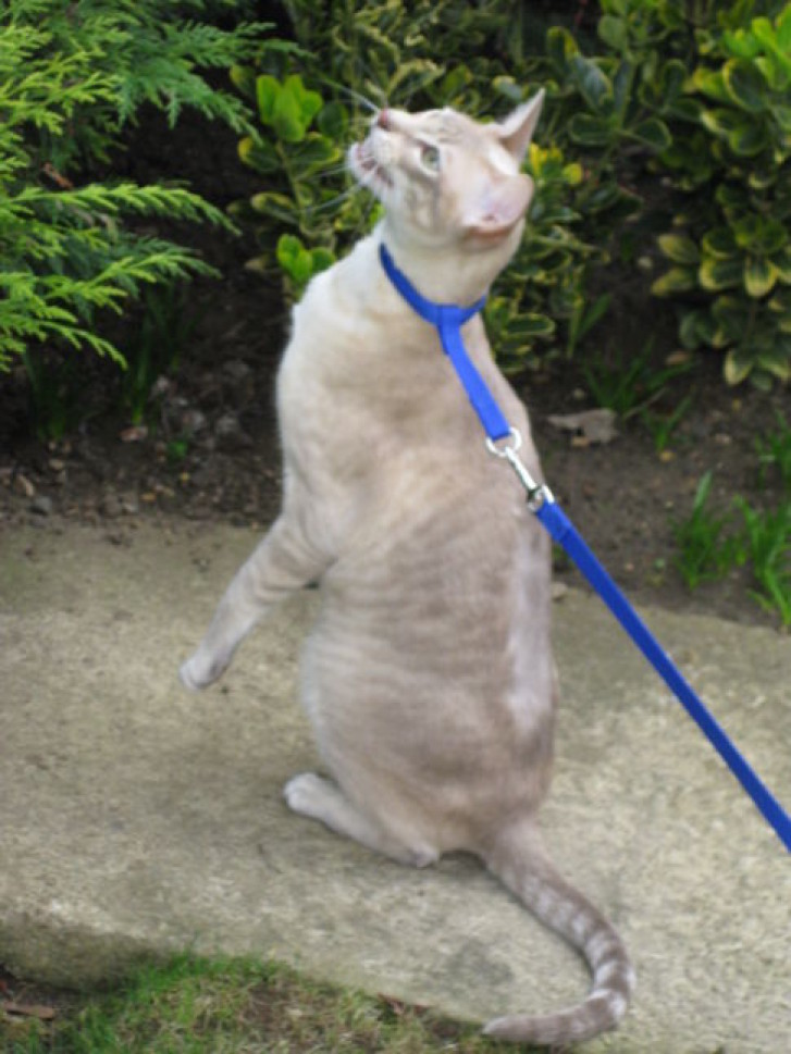 Picture of a cat / kitten / feline