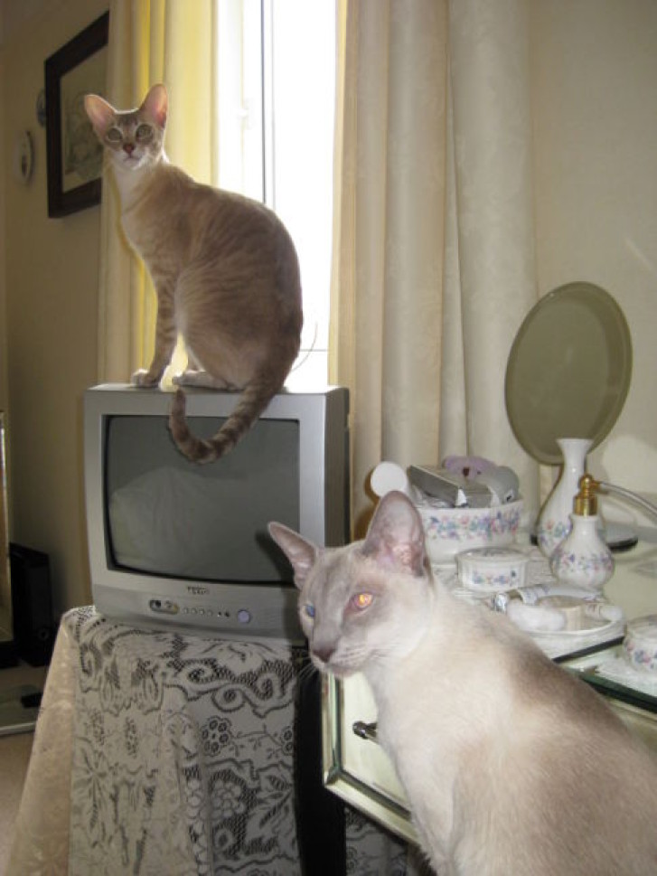 Picture of a cat / kitten / feline