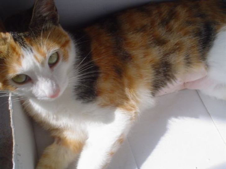 Picture of a cat / kitten / feline