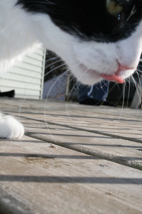 Picture of a cat / kitten / feline