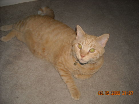 Picture of a cat / kitten / feline