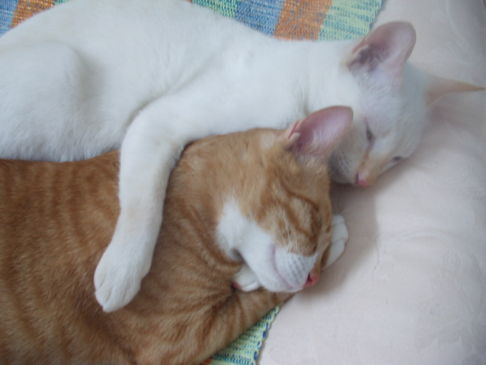 Picture of a cat / kitten / feline