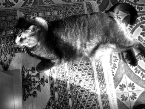 Picture of a cat / kitten / feline