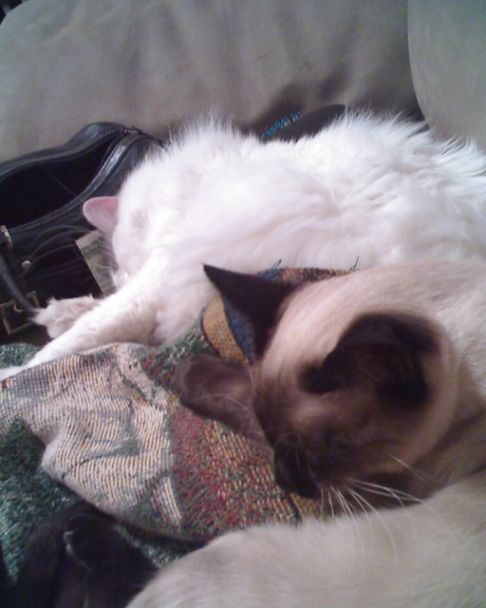 Picture of a cat / kitten / feline