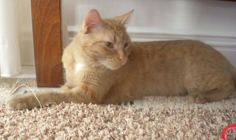 Picture of a cat / kitten / feline