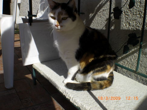 Picture of a cat / kitten / feline