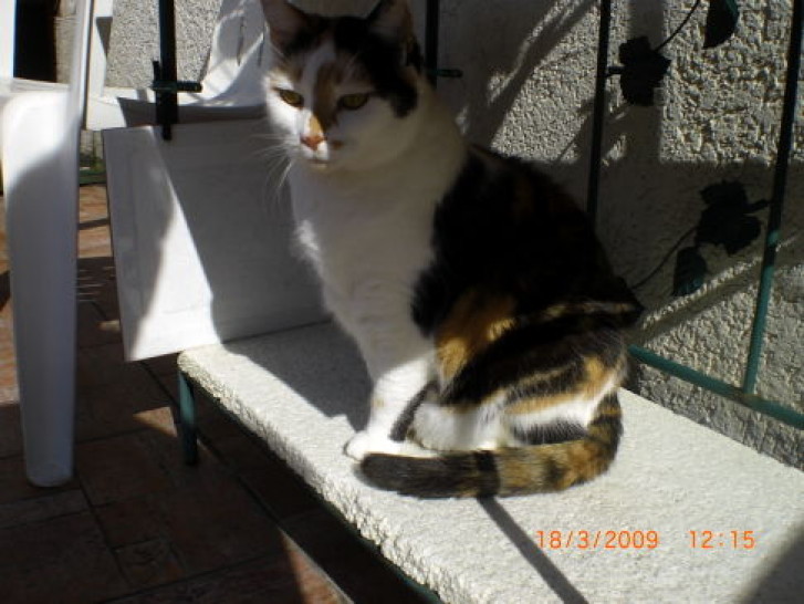 Picture of a cat / kitten / feline