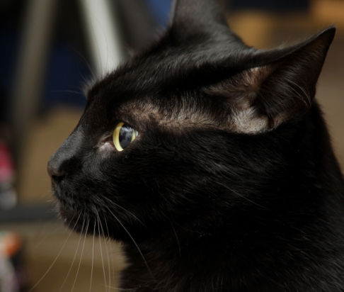 Picture of a cat / kitten / feline