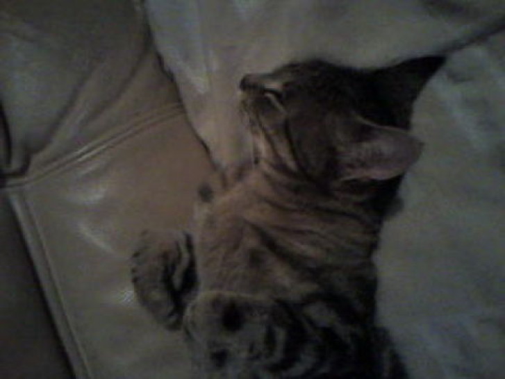 Picture of a cat / kitten / feline