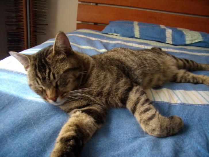 Picture of a cat / kitten / feline