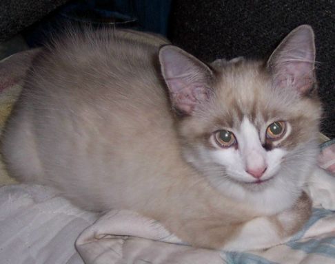 Picture of a cat / kitten / feline